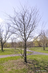 Fagus sylvatica 'Tricolor' — photo 5